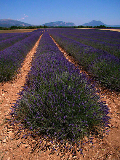 Lavendel
