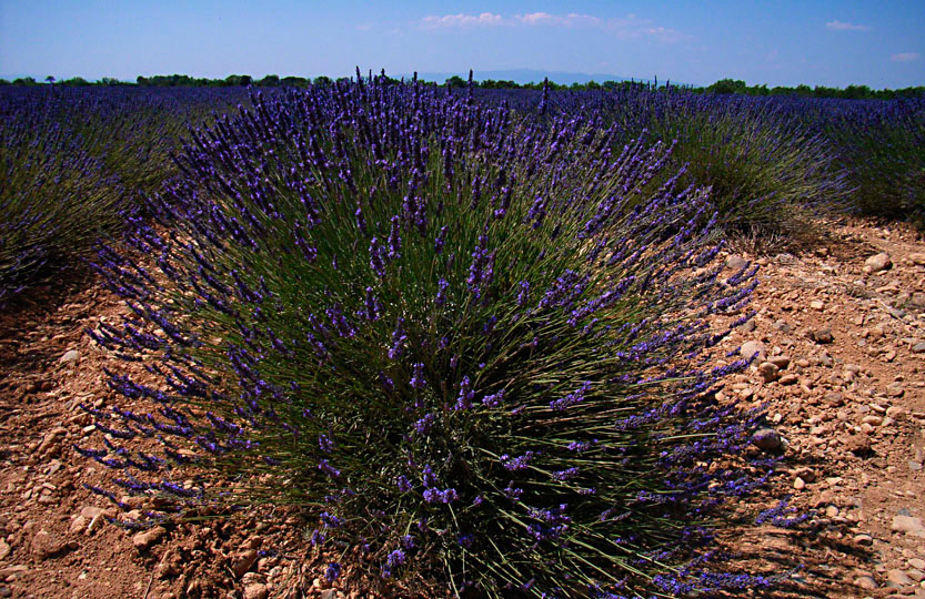 Lavendel