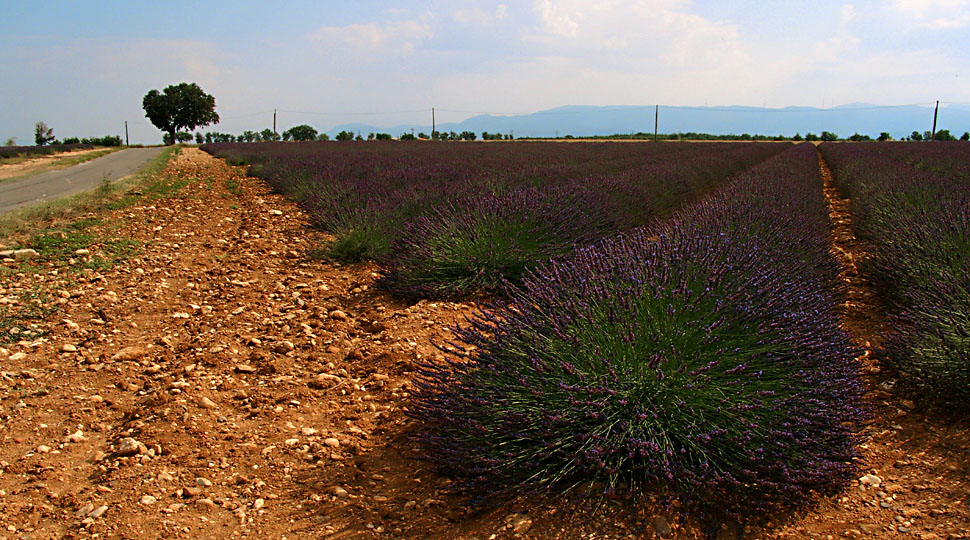 Plateau de Valensole